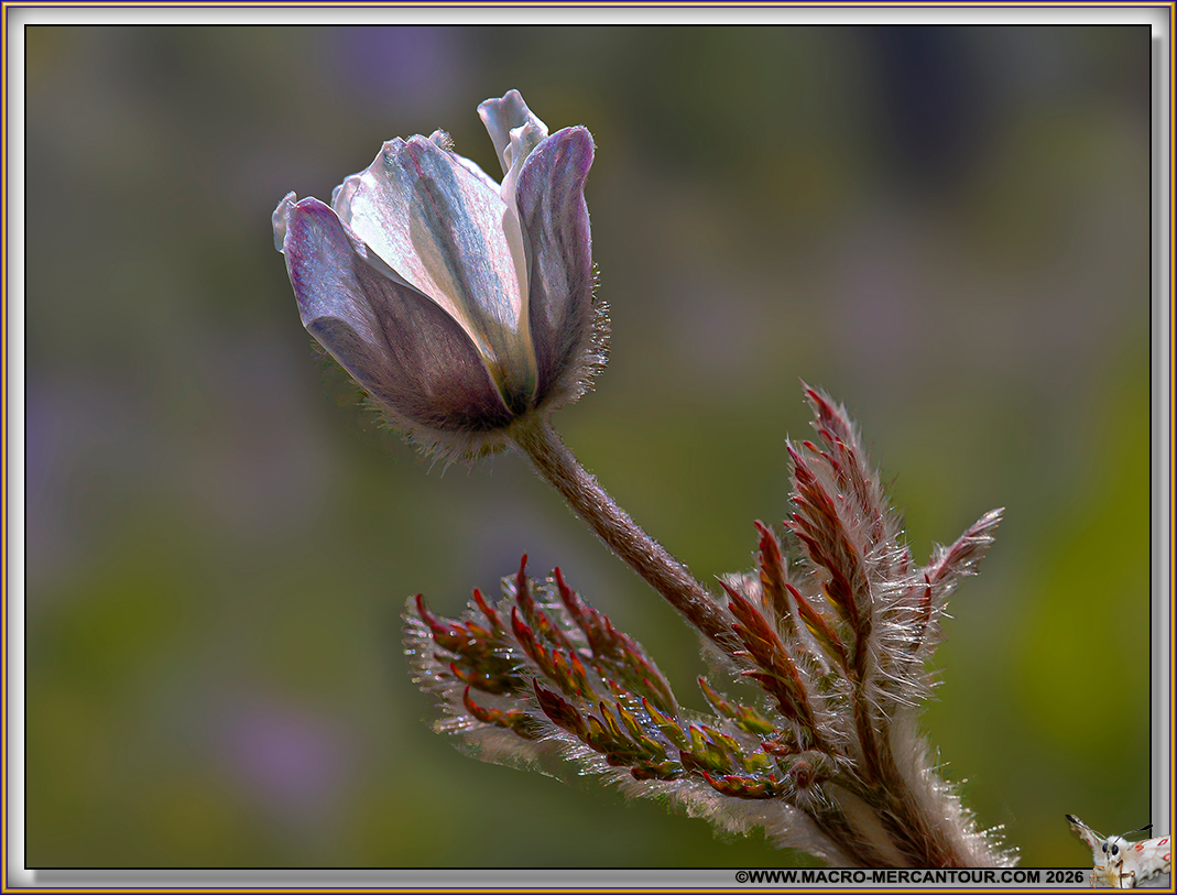 ANEMONES